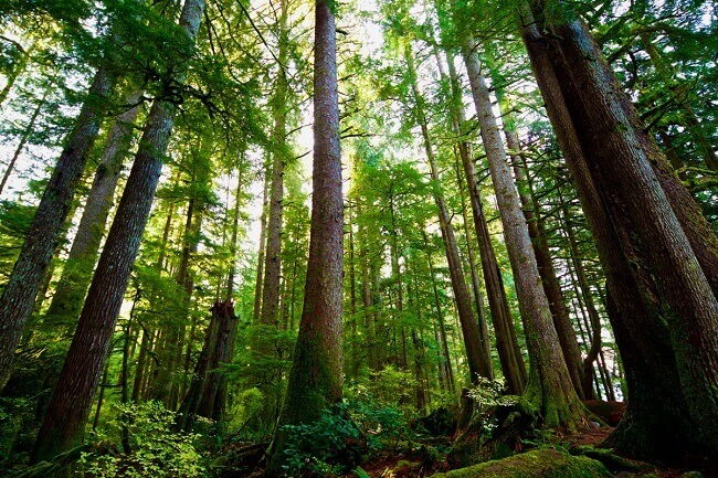 chứng chỉ rừng bền vững là gì 