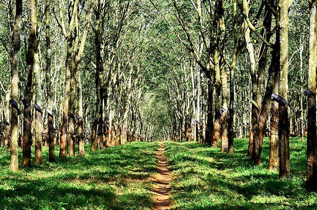 Việt Nam có một bước tiến lớn đối với rừng được chứng nhận thông qua sự Công Nhận của PEFC