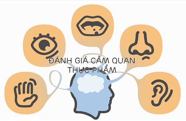 Phân tích cảm quan sản phẩm thực phẩm giúp phát triển doanh nghiệp