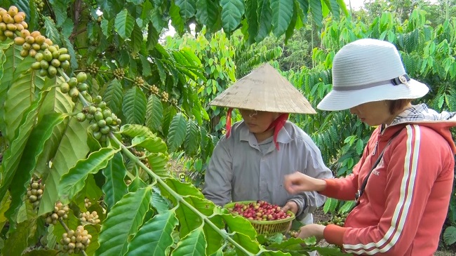 Sự ra đời của Fair Trade – thương mại công bằng trên thế giới 