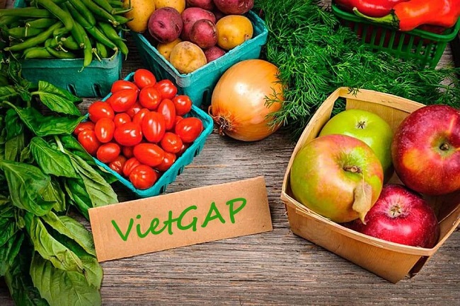 Thuận lợi và khó khăn khi áp dụng VietGAP