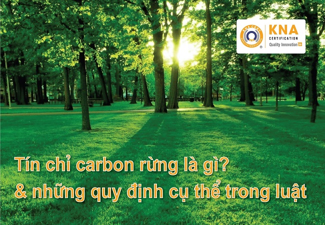 Tín chỉ carbon rừng là gì và những quy định cụ thể trong luật